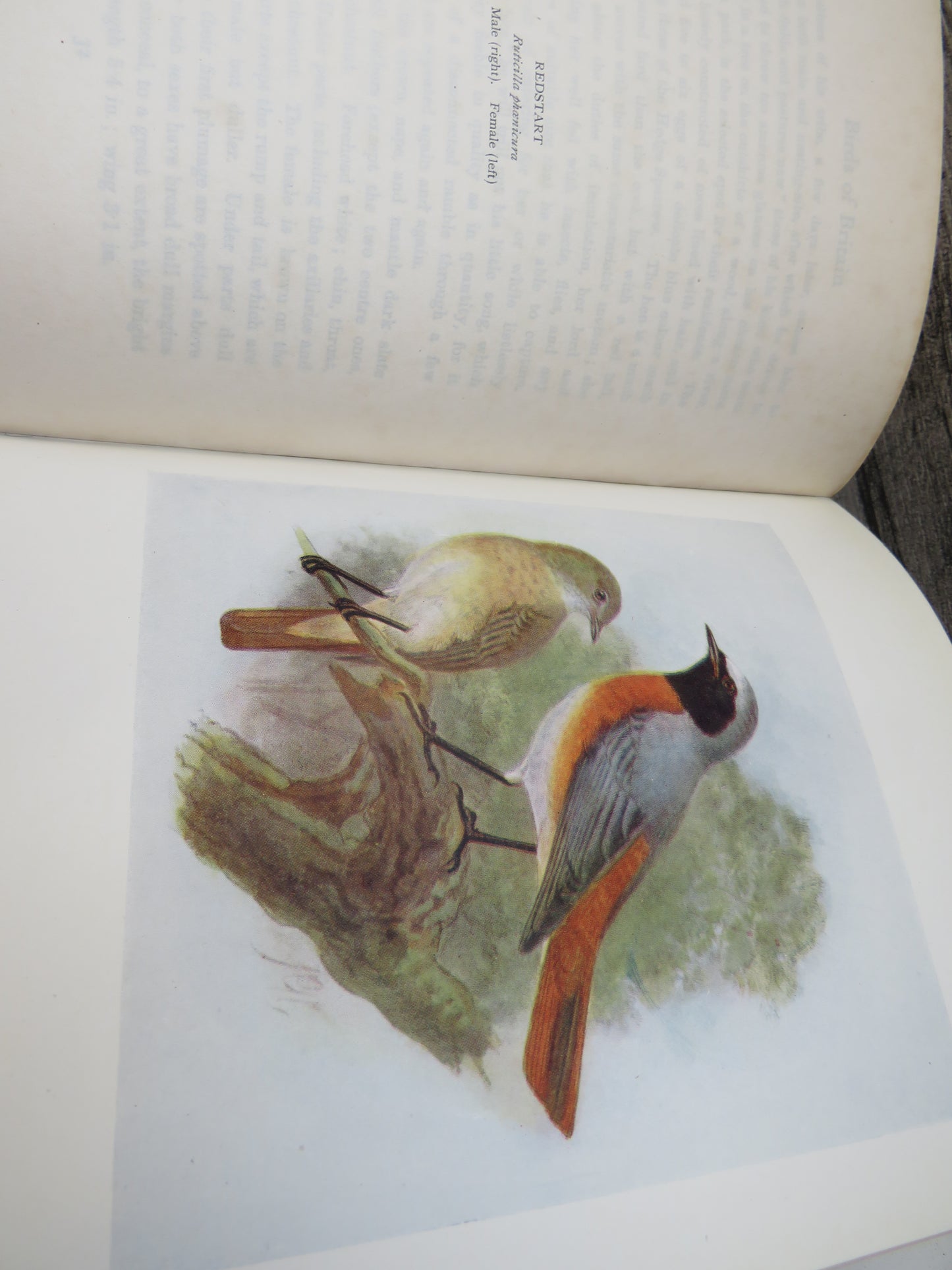 Birds of Britain by J. Lewis Bonhote, 1907