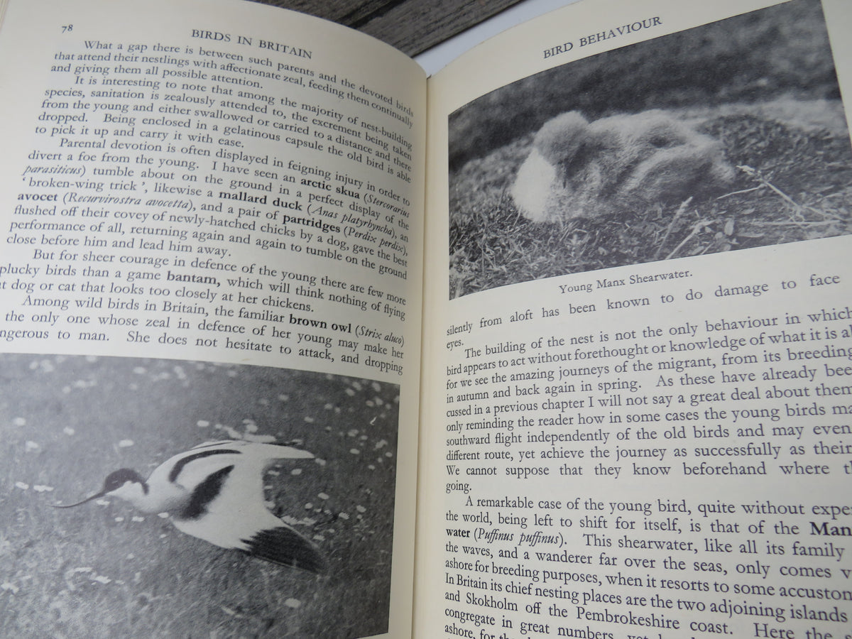 Birds In Britain By Francs Pitt 1948