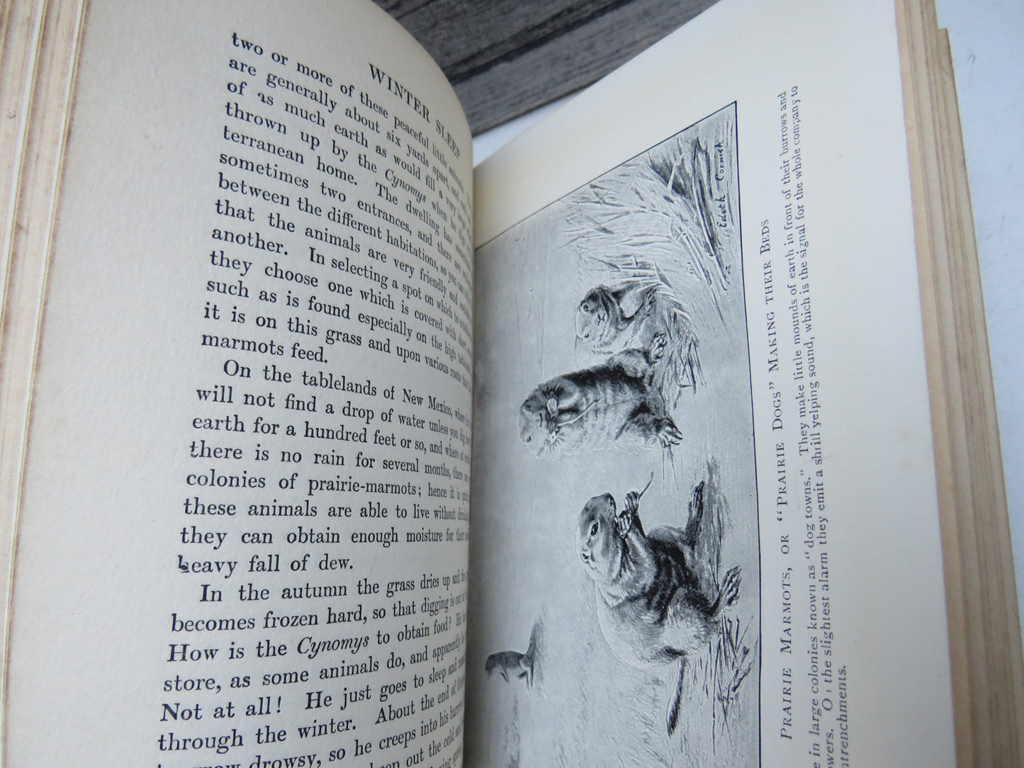 The Romance of Animal Arts & Crafts By H. Coupin and John Lea 1927