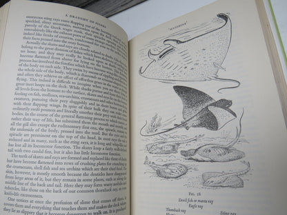 A Draught of Fishes By F.D. Ommanney 1965 1st Edition