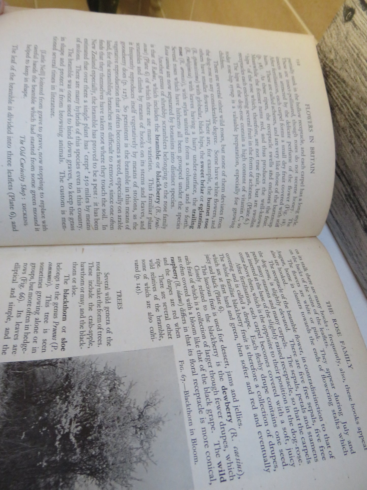 Flowers In Britain Wild, Ornamental and Economic and Some Relatives In Other Lands By L. J. F. Brimble 1944