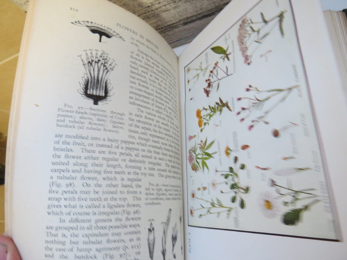 Flowers In Britain Wild, Ornamental and Economic and Some Relatives In Other Lands By L. J. F. Brimble 1944