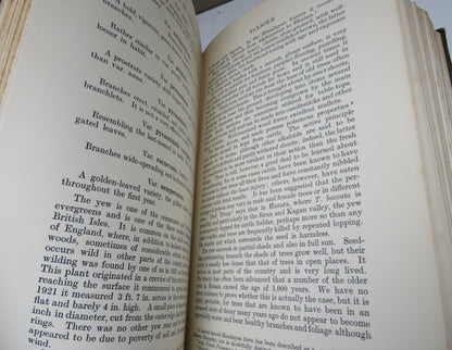 A Handbook of Coniferae including Ginkgoaceae by W. Dallimore & A. Bruce Jackson, 1923 book image 5