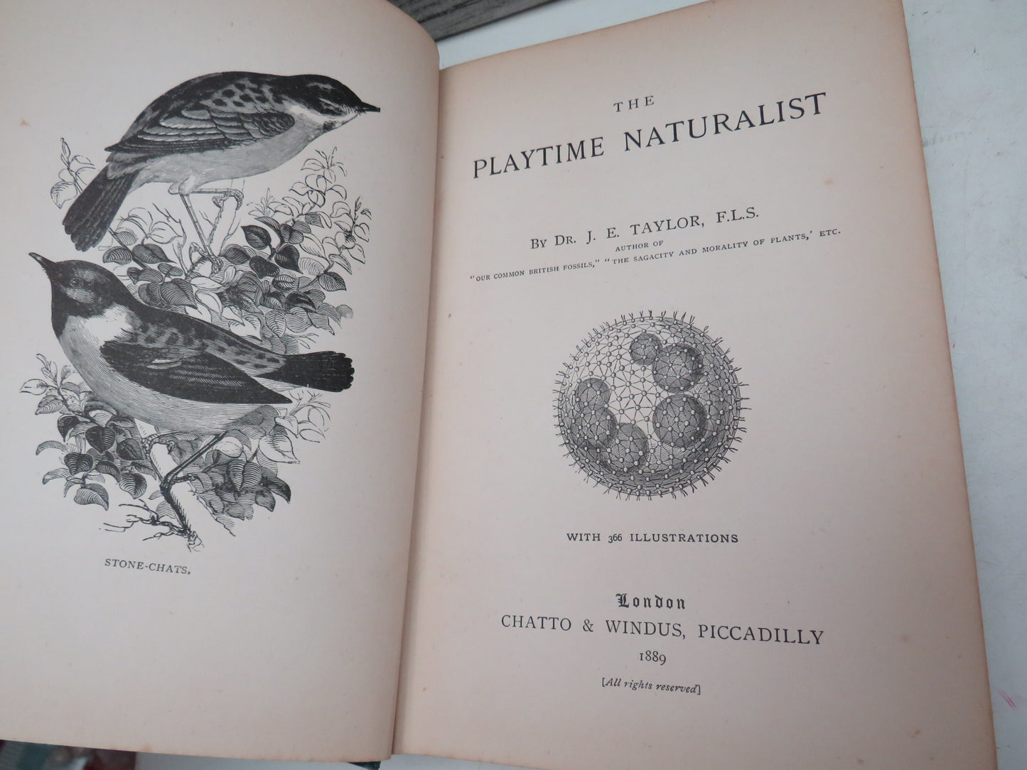 The Playtime Naturalist By Dr. J. E. Taylor 1889