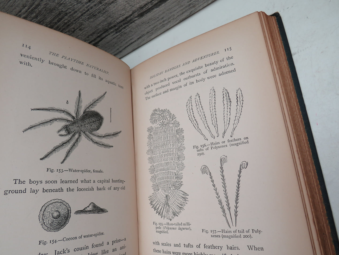 The Playtime Naturalist By Dr. J. E. Taylor 1889