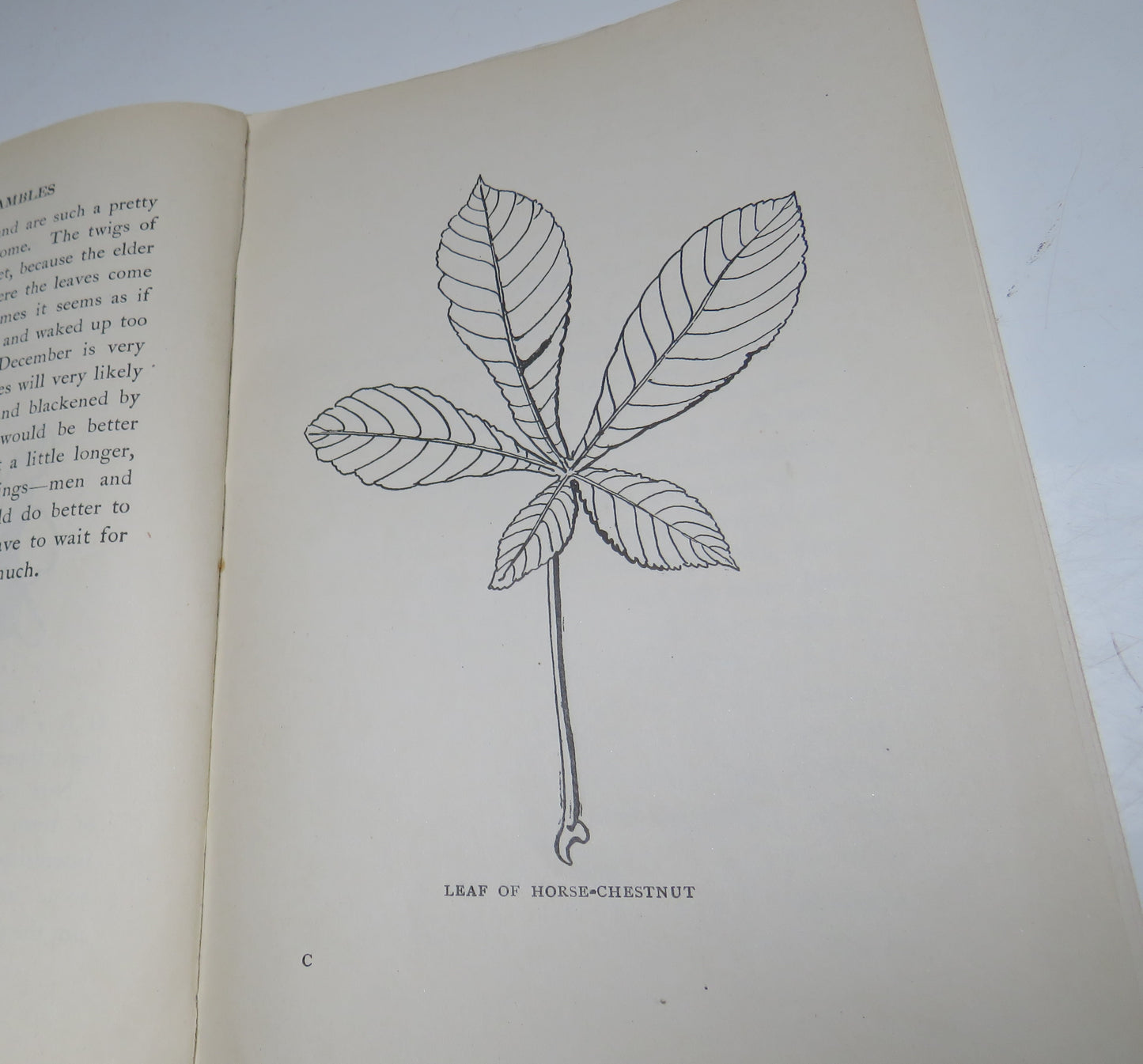 Botany Rambles, Part 1 In the Spring by Ella Thomson