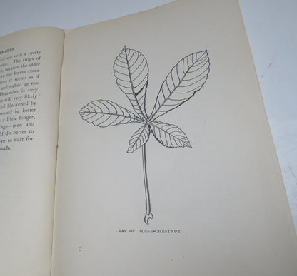 Botany Rambles, Part 1 In the Spring by Ella Thomson book image 5