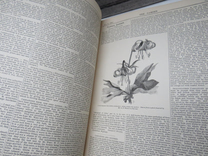 The Garden An Illustrated weekly Journal of Horticulture In All Its Branches Vol XXIV Christmas 1883