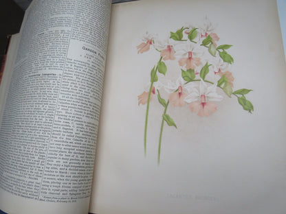 The Garden An Illustrated weekly Journal of Horticulture In All Its Branches Vol XXIV Christmas 1883
