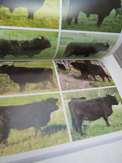 A Keen Eye Fact and Folklore On Scottish Highland Cattle "Suil A Ghleidheas Sealbh" book image 5