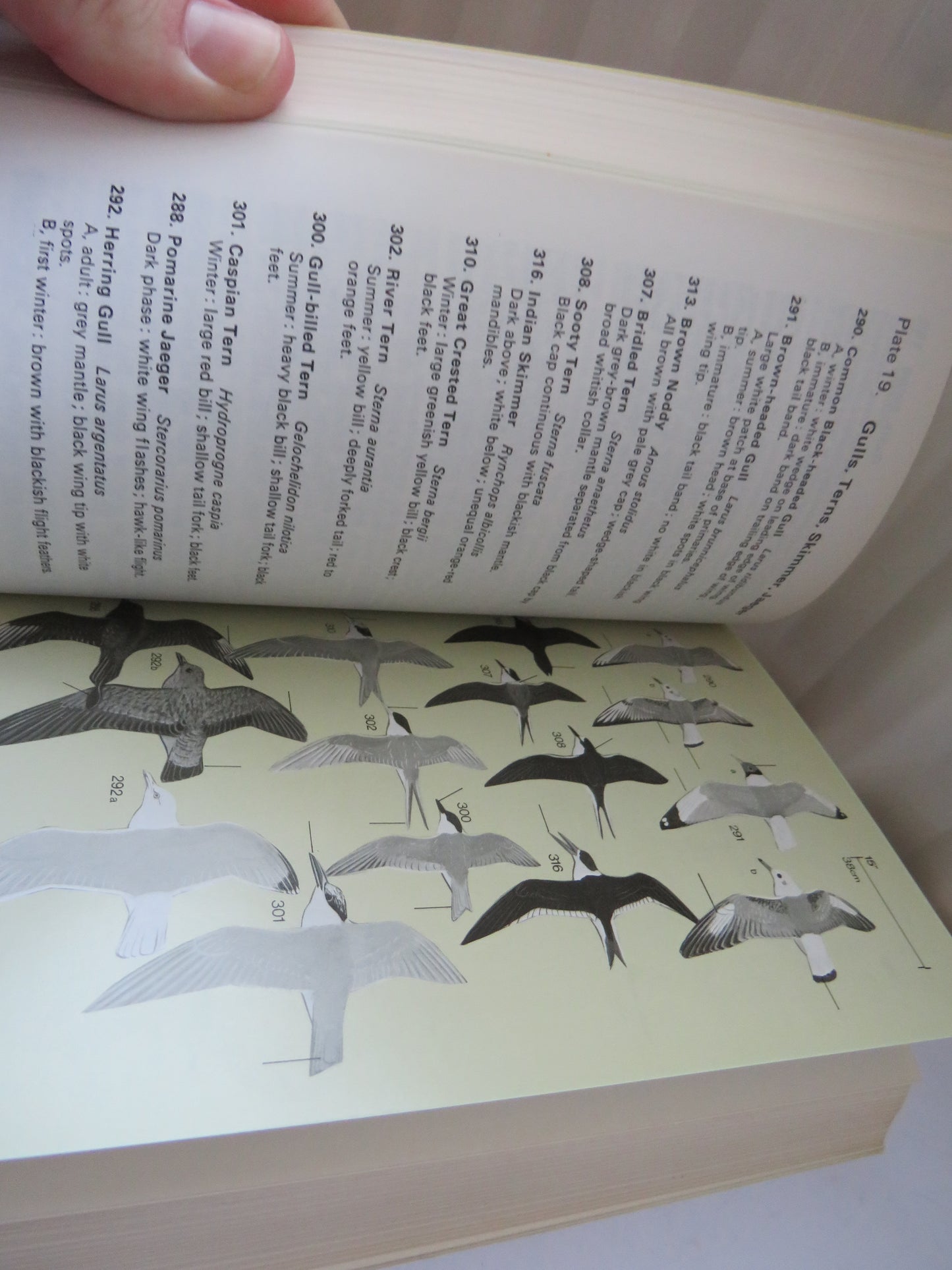 Vintage Book of 'a field guide to the birds of south east asia by ben king martin woodcock e c dickinson 1984'