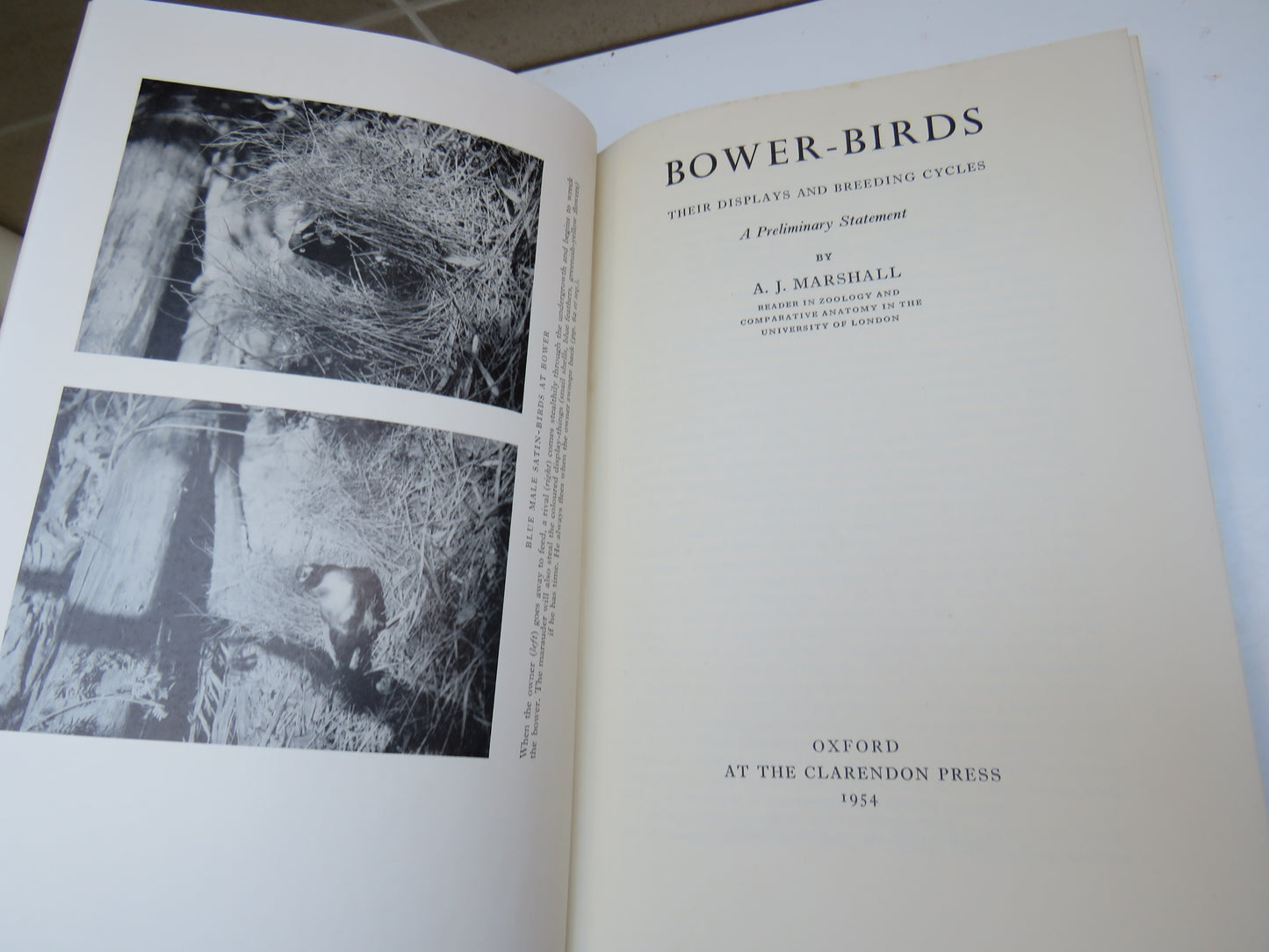 Bower-Birds Their Displays and Breeding Cycles A Preliminary Statement By A.J. Marshall 1954