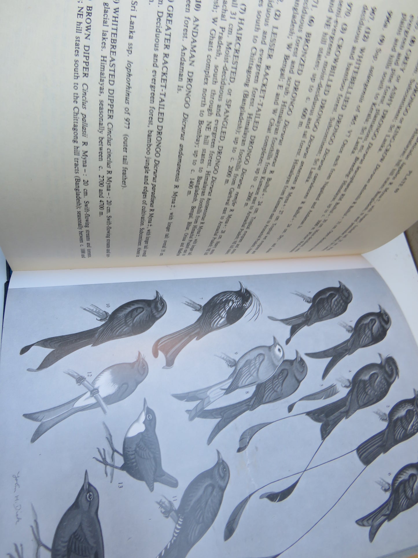 A Pictorial Guide To The Birds of the Indian Subcontinent By Salim Ali 1983