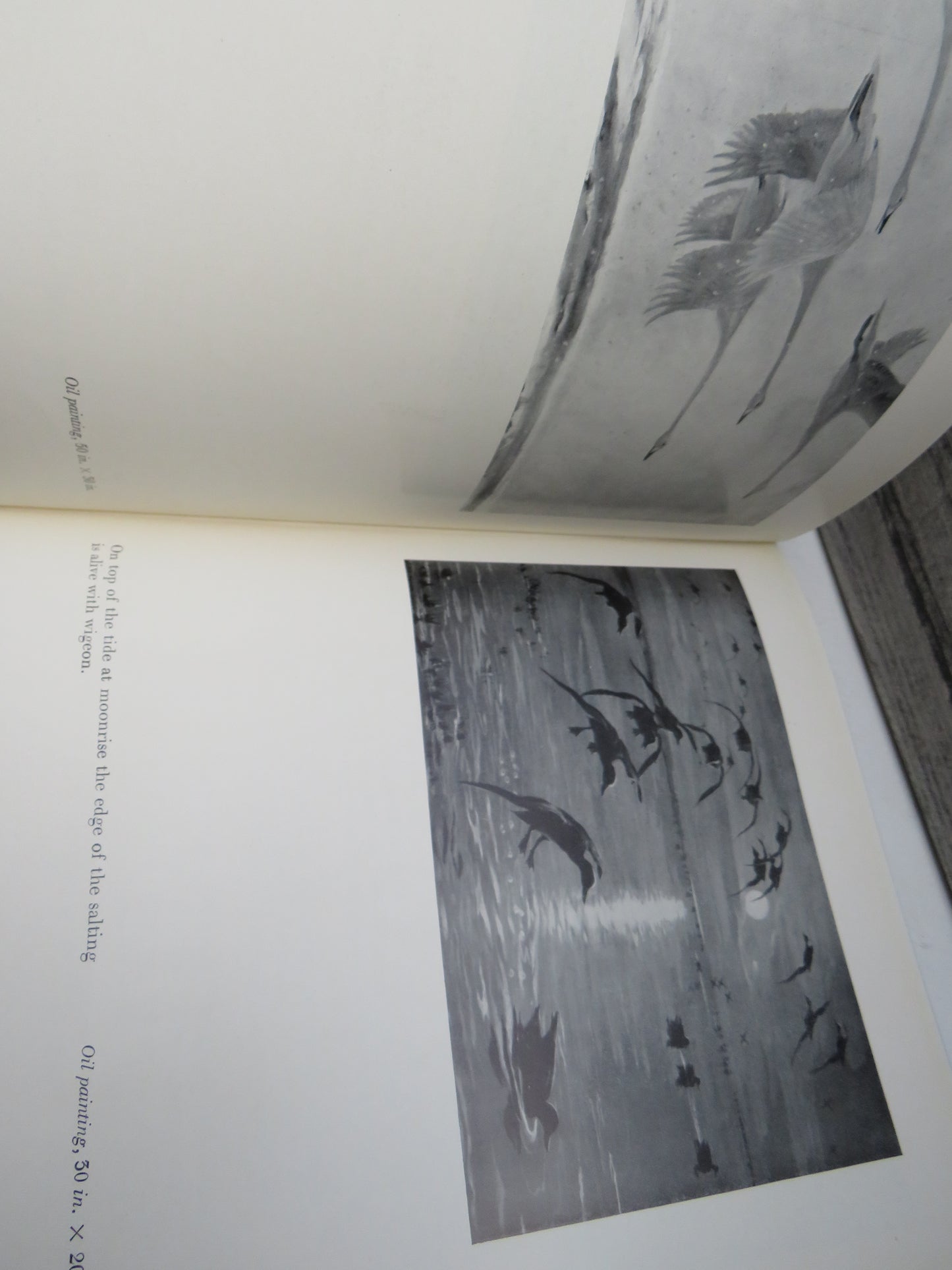 Morning Flight A Book of Wildfowl Written and Illustrated By Peter Scott 1950