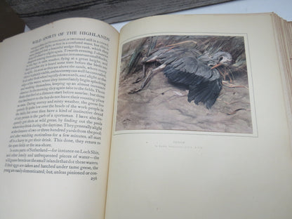 Wild Sports & Natural History of the Highlands By Charles St John 1919 1st Edition
