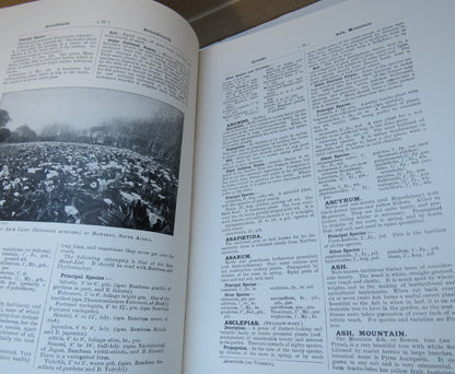 Cassell's Dictionary Of Practical Gardening Vol I & II An Illustrated Encyclopaedia book image 7