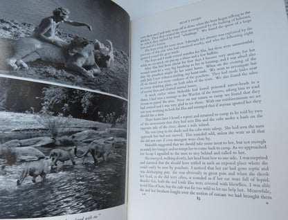 Living Free The Story Of Elsa and Her Cubs By Joy Adamson 1961 book image 5