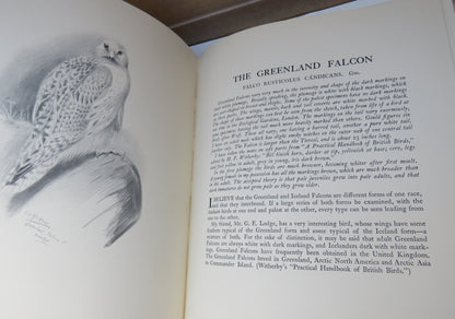A Bird-Painter's Sketch Book Written and Illustrated By Philip Rickman 1935 book image 4