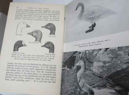 Birds Of The Coast Written & Illustrated By C.A.Gibson Hill book image 6